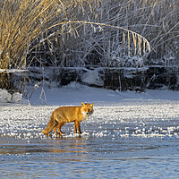 Buy canvas prints of Red Fox in Winter by Arterra 