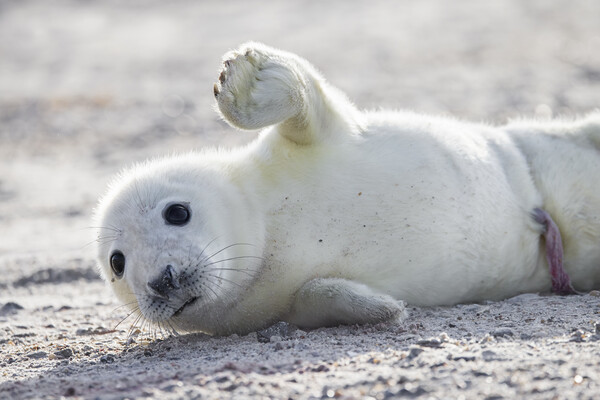 Waving Seal Pup Picture Board by Arterra 