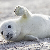 Buy canvas prints of Waving Seal Pup by Arterra 