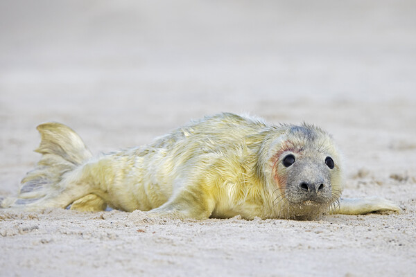 Newborn Seal Pup Picture Board by Arterra 