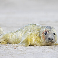 Buy canvas prints of Newborn Seal Pup by Arterra 