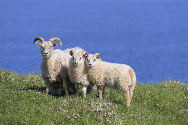 Icelandic Sheep Picture Board by Arterra 