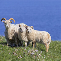 Buy canvas prints of Icelandic Sheep by Arterra 