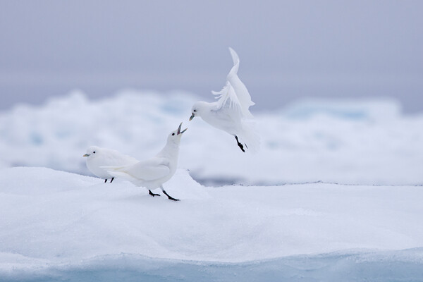 Ivory Gulls Picture Board by Arterra 