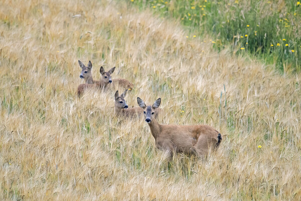 Roe Deer with Fawns Picture Board by Arterra 