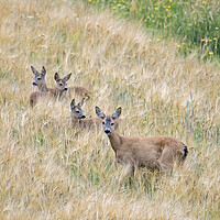 Buy canvas prints of Roe Deer with Fawns by Arterra 