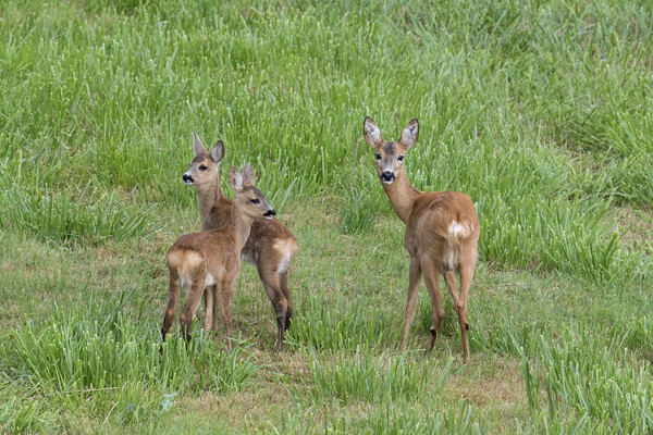 Roe Deer with Young in Field Picture Board by Arterra 