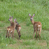 Buy canvas prints of Roe Deer with Young in Field by Arterra 