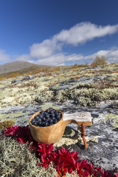 Harvested Blueberries on the Tundra Picture Board by Arterra 