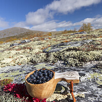 Buy canvas prints of Harvested Blueberries on the Tundra by Arterra 