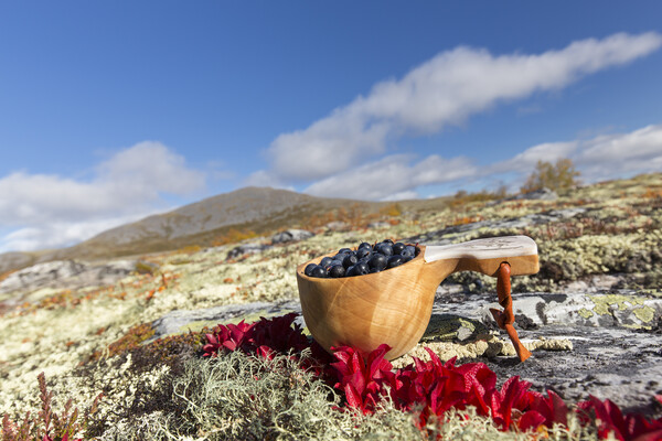 Harvested berries on the Scandinavian Tundra Picture Board by Arterra 