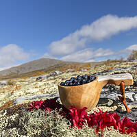 Buy canvas prints of Harvested berries on the Scandinavian Tundra by Arterra 