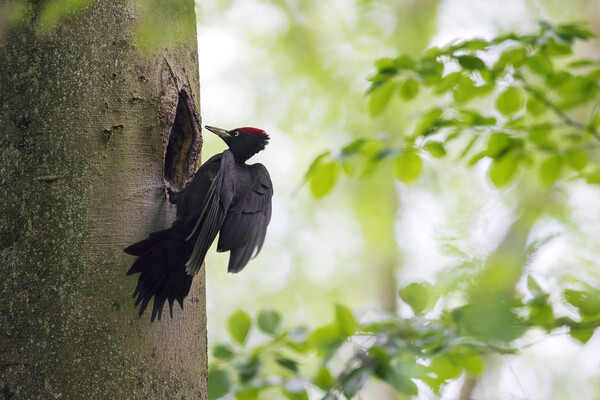 Black woodpecker Picture Board by Arterra 