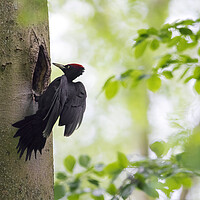 Buy canvas prints of Black woodpecker by Arterra 