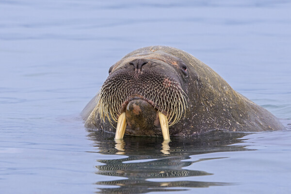 Walrus in the Arctic Ocean Picture Board by Arterra 