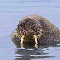 Buy canvas prints of Walrus in the Arctic Ocean by Arterra 