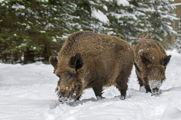 Two Wild Boars in Winter Woodland Picture Board by Arterra 