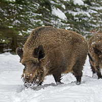 Buy canvas prints of Two Wild Boars in Winter Woodland by Arterra 