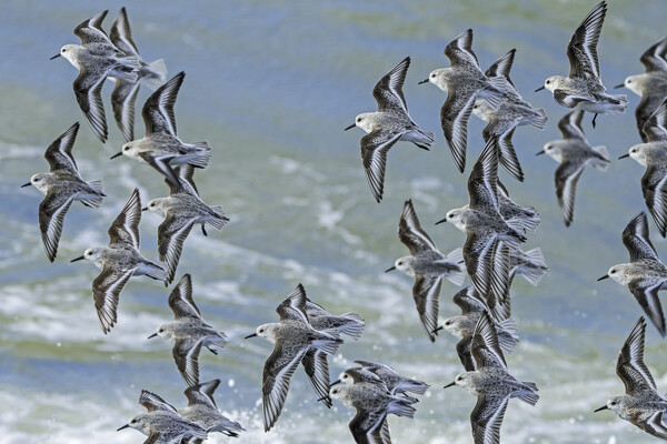 Flock of Sanderlings in Flight Picture Board by Arterra 