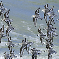Buy canvas prints of Flock of Sanderlings in Flight by Arterra 