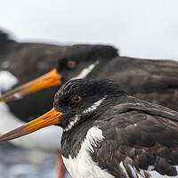 Buy canvas prints of Three Pied Oystercatchers by Arterra 