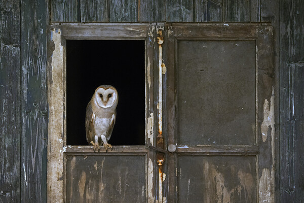 Barn Owl in Shed Picture Board by Arterra 