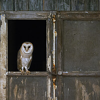 Buy canvas prints of Barn Owl in Shed by Arterra 
