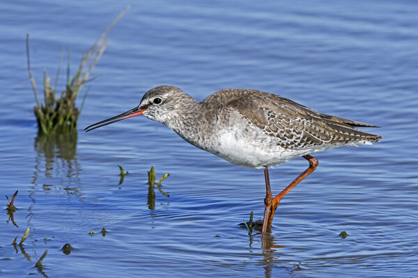 Spotted Redshank Picture Board by Arterra 
