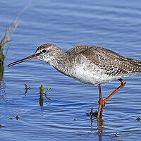 Buy canvas prints of Spotted Redshank by Arterra 