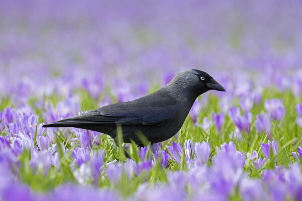 Jackdaw and Crocuses Picture Board by Arterra 