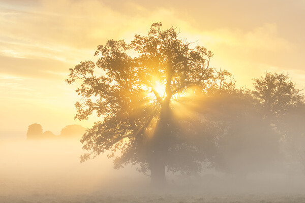 English Oak Tree at Sunrise Picture Board by Arterra 