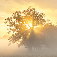Buy canvas prints of English Oak Tree at Sunrise by Arterra 