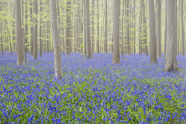 Bluebells on a Mist Morning Picture Board by Arterra 