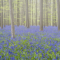 Buy canvas prints of Bluebells on a Mist Morning by Arterra 