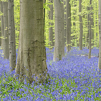 Buy canvas prints of Bluebells in Beech Forest by Arterra 