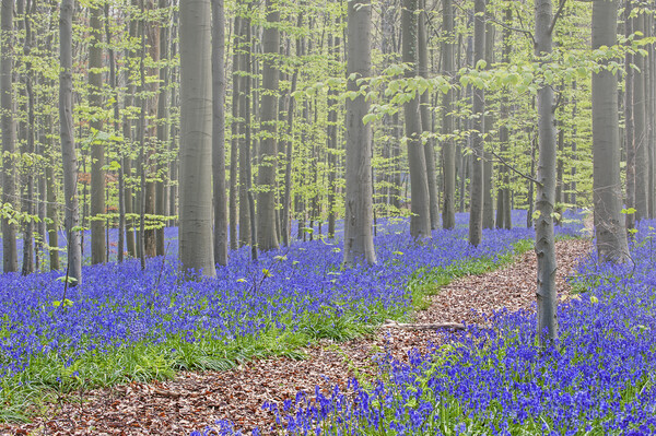 Forest Path in Bluebell Woodland Picture Board by Arterra 
