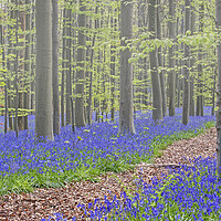 Buy canvas prints of Forest Path in Bluebell Woodland by Arterra 