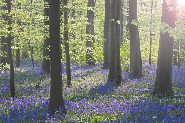 Bluebells in Beech Forest at Dawn Picture Board by Arterra 