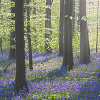 Buy canvas prints of Bluebells in Beech Forest at Dawn by Arterra 