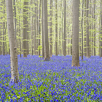 Buy canvas prints of Bluebells in Beech Forest in Spring by Arterra 