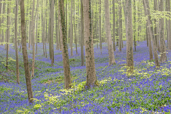 Bluebell Flowers in Beech Forest Picture Board by Arterra 