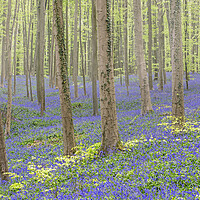 Buy canvas prints of Bluebell Flowers in Beech Forest by Arterra 