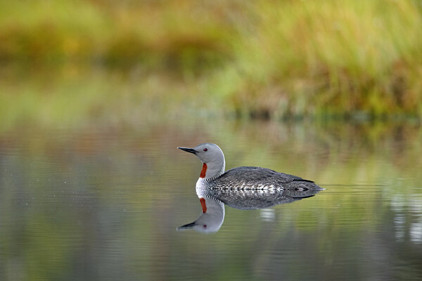 Red-Throated Diver Picture Board by Arterra 