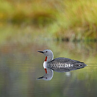 Buy canvas prints of Red-Throated Diver by Arterra 