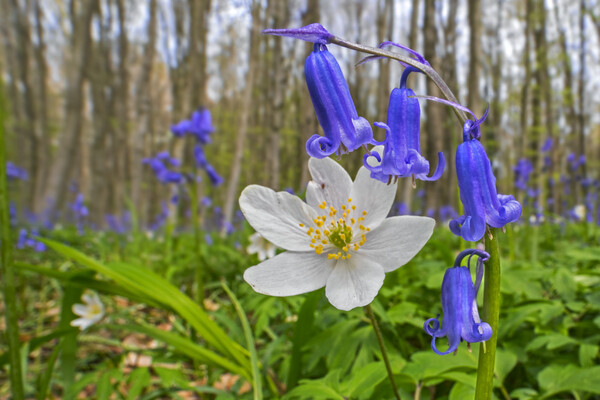 Wood Anemone and Bluebells Picture Board by Arterra 