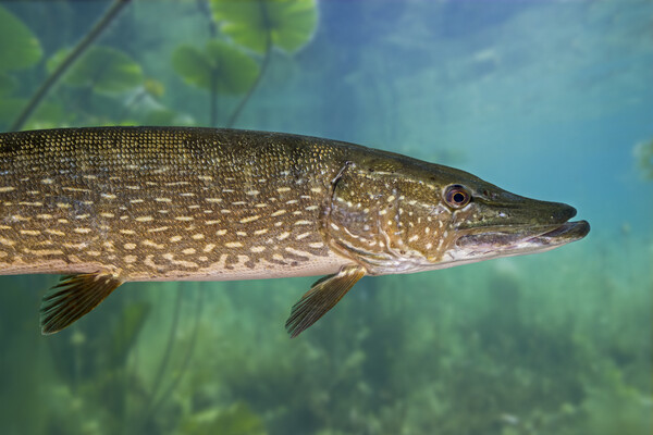 Northern Pike Picture Board by Arterra 
