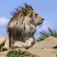 Buy canvas prints of Lion on a Windy Day by Arterra 