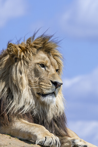 Lion Male Picture Board by Arterra 