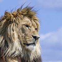 Buy canvas prints of Lion Male by Arterra 