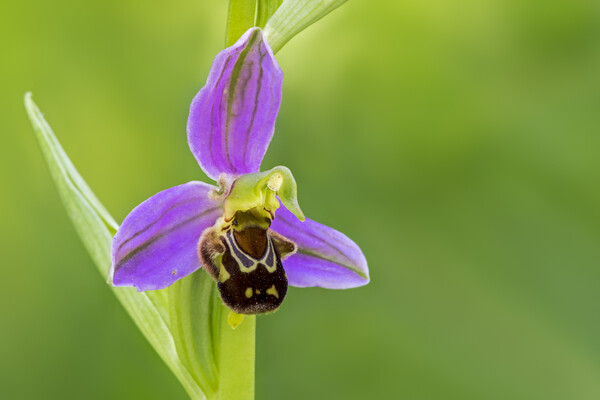 Bee Orchid Picture Board by Arterra 